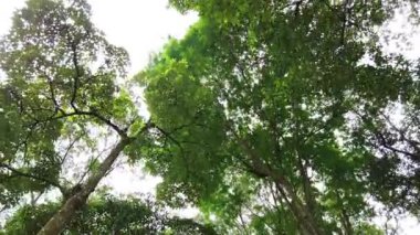 Parlak güneşli bir gün altında ağaç üstüne alt görünümü