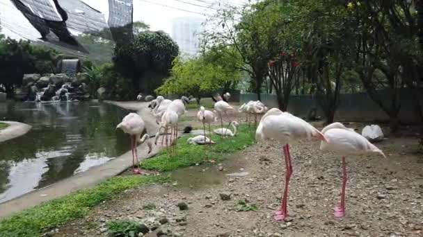 Gruppe von Flamingos sonnt sich anmutig im künstlich angelegten Teich — Stockvideo