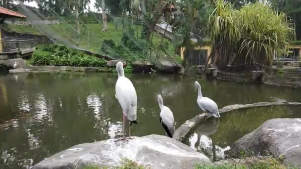 Cigüeña lechosa (Mycteria Cinerea) en el parque. Esta especie está altamente protegida en Malasia . — Vídeo de stock