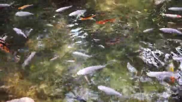 Różnorodność ryb Koi i karpia w stawie — Wideo stockowe