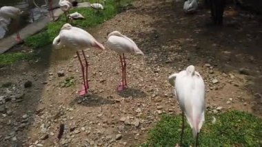 DJI_0183.MOV