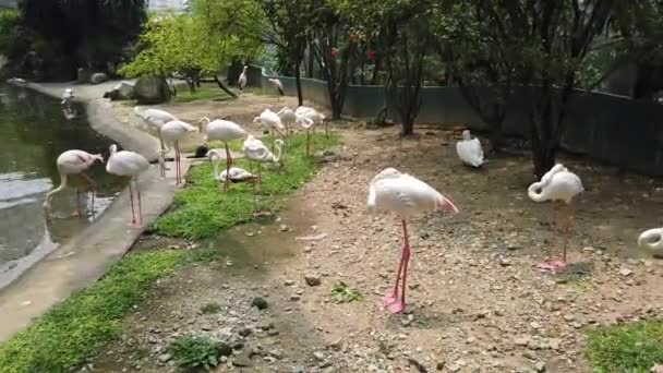 groupe de Flamants roses se baignant gracieusement au soleil dans un étang artificiel 