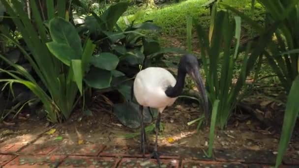 African sacred ibis (Threskiornis aethiopicus) walking on wall — Stock Video