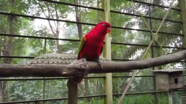Güzel Gökkuşağı Lori (Trichoglossus moluccanus) kuşlar, ağaç dalı korkuluk tünemiş