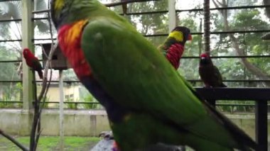 Güzel Gökkuşağı Lori (Trichoglossus moluccanus) kuşlar, ağaç dalı korkuluk tünemiş