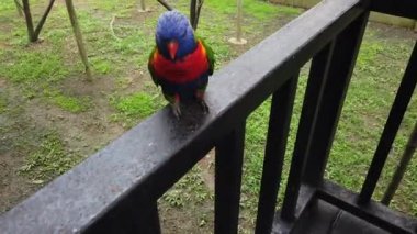 Güzel Gökkuşağı Lori (Trichoglossus moluccanus) kuşlar, ağaç dalı korkuluk tünemiş