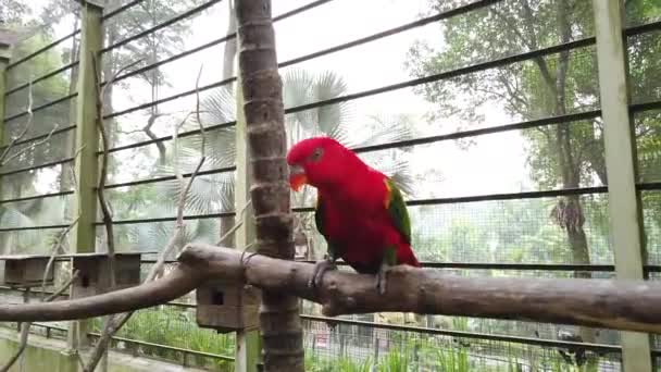 Beaux Oiseaux Lori Arc Ciel Trichoglossus Moluccanus Perchés Sur Rampe — Video