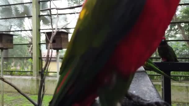 Vackra Rainbow Lorikeet Trichoglossus Moluccanus Fåglar Uppflugen Trädgrenen Ledstång — Stockvideo
