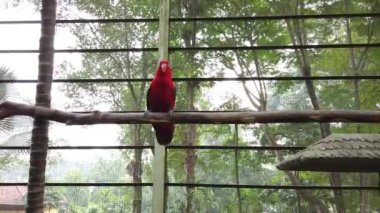 Güzel Gökkuşağı Lori (Trichoglossus moluccanus) kuşlar, ağaç dalı korkuluk tünemiş