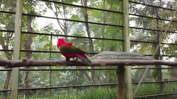 Птицы Rainbow Lorikeet Trichoggissus Moluccanus Сидящие Перилах Ветвей Деревьев — стоковое видео