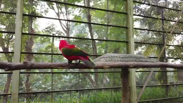 Hermosas Aves Lori Arco Iris Trichoglossus Moluccanus Encaramadas Una Barandilla — Vídeos de Stock