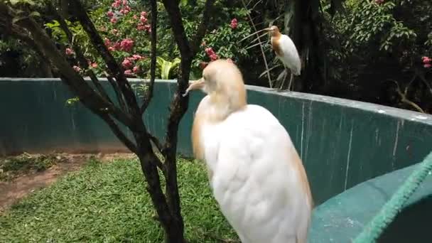 Milky Stork Mycteria Cinerea Parque Esta Espécie Altamente Protegida Malásia — Vídeo de Stock