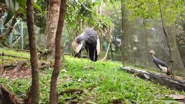 Pavão Zoológico — Vídeo de Stock