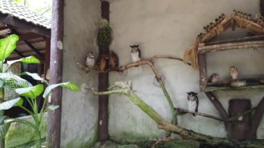 Uykulu Benekli Ahşap Baykuş ağaç dalı tünemiş