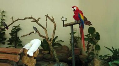 Beyaz ve Güzel Kırmızı Papağan Scarlet Macaw kuş metal standı tünemiş