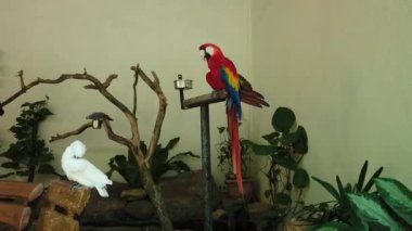 Beyaz ve Güzel Kırmızı Papağan Scarlet Macaw kuş metal standı tünemiş