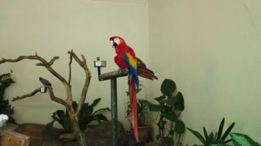 Beyaz ve Güzel Kırmızı Papağan Scarlet Macaw kuş metal standı tünemiş