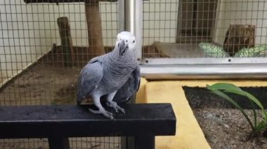 Güzel Afrika gri papağan (Psittacus erithacus) kuşlar, metal korkuluk tünemiş