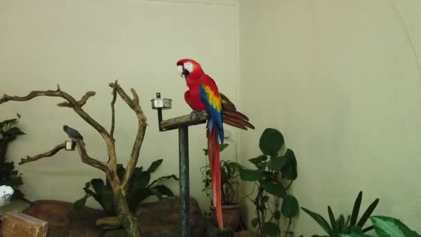 Fehér és gyönyörű vörös papagáj Scarlet macaw madár ült a fém állvány — Stock videók