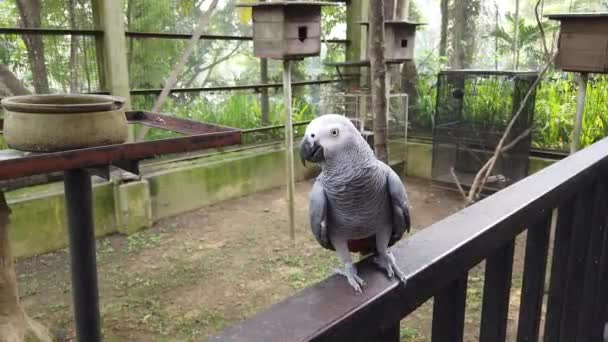 Vacker Afrikansk Grå Papegoja Psittacus Erithacus Fåglar Uppflugna Metall Ledstången — Stockvideo