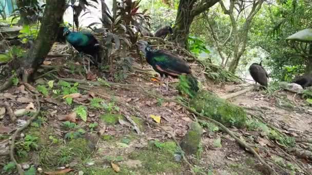 Pavo Real Zoológico — Vídeos de Stock