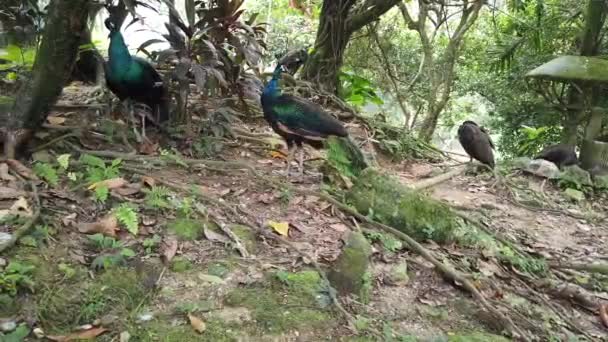 Pavão Zoológico — Vídeo de Stock