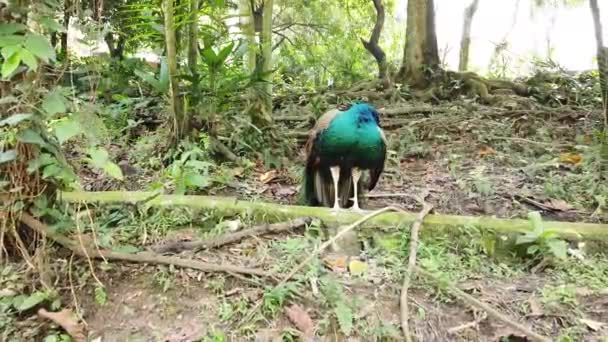 Pavão Zoológico — Vídeo de Stock