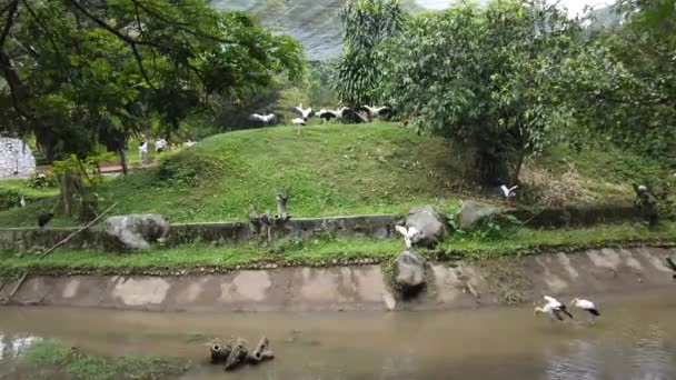 Cigogne Laiteuse Mycteria Cinerea Dans Parc Cette Espèce Est Hautement — Video