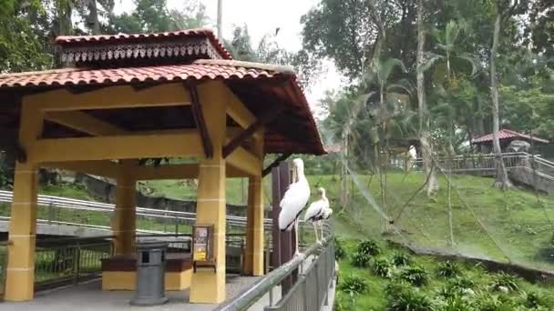 Milky Stork Mycteria Cinerea Parque Esta Espécie Altamente Protegida Malásia — Vídeo de Stock