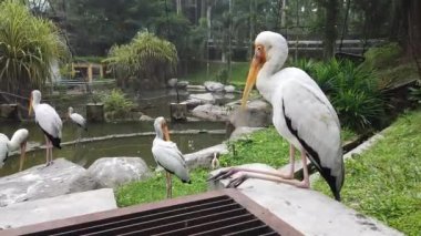 Samanlı Leylek (Mycteria Cinerea) parkta. Bu tür Malezya'da çok iyi korunuyor..