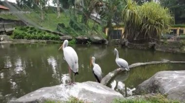 Samanlı Leylek (Mycteria Cinerea) parkta. Bu tür Malezya'da çok iyi korunuyor..
