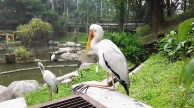 Samanlı Leylek (Mycteria Cinerea) parkta. Bu tür Malezya'da çok iyi korunuyor..
