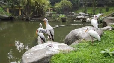 Samanlı Leylek (Mycteria Cinerea) parkta. Bu tür Malezya'da çok iyi korunuyor..