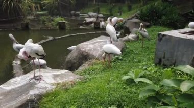Samanlı Leylek (Mycteria Cinerea) parkta. Bu tür Malezya'da çok iyi korunuyor..