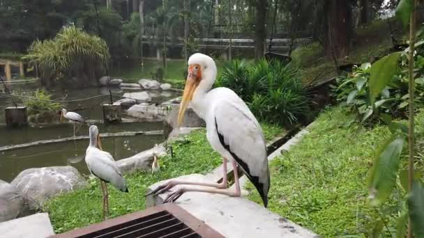 Witte Ooievaar (Mycteria cinerea) in het Park. Deze soort is sterk beschermd in Maleisië. — Stockvideo