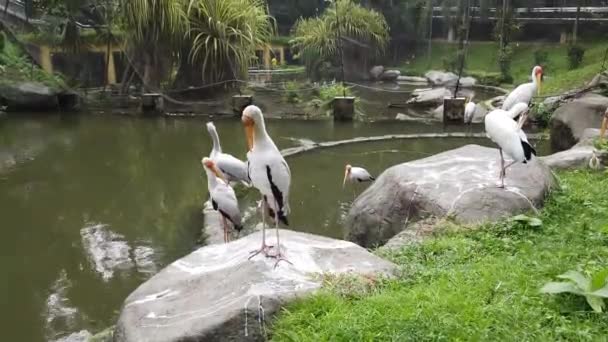 Milky Stork Mycteria Cinerea Парке Вид Высоко Защищен Малайзии — стоковое видео