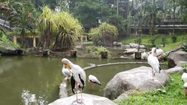 Milky Stork Mycteria Cinerea Parque Esta Espécie Altamente Protegida Malásia — Vídeo de Stock