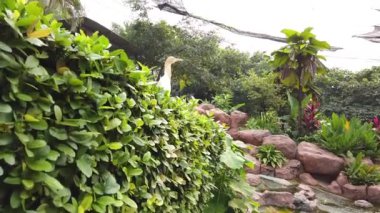 Samanlı Leylek (Mycteria Cinerea) parkta. Bu tür Malezya'da çok iyi korunuyor..