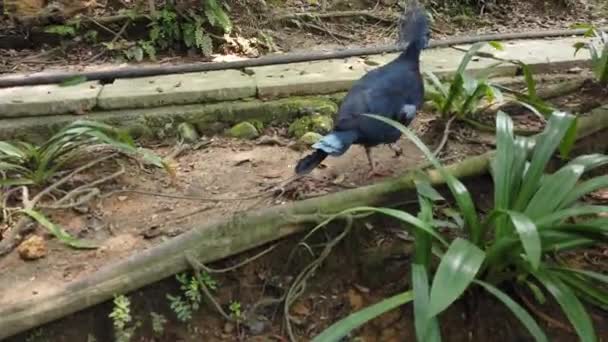 Красивий вікторіанський голуб, що ходить вільно в громадському парку — стокове відео