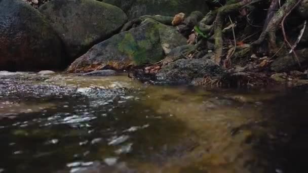 Запись Крупным Планом Речные Пороги Протекающие Через Мшистую Скалу — стоковое видео