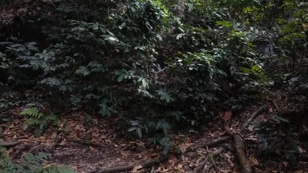 Gros plan, rapides fluviaux traversant une roche mousseuse  