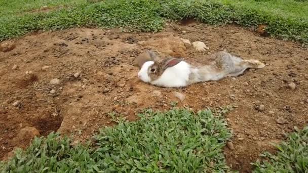 뒷마당에서 사랑스러운 솜털 토끼 토끼 — 비디오