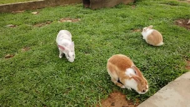 Adorable fluffy bunny rabbits in backyard — Stock Video