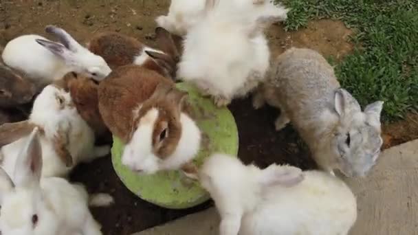 Bedårande fluffiga Bunny kaniner i bakgård — Stockvideo