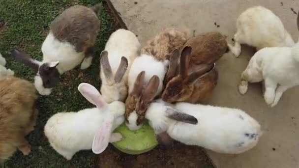 Милые пушистые кролики на заднем дворе — стоковое видео