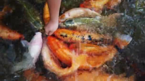 Vielfalt an Koi-Fischen und Karpfen im Fluss — Stockvideo