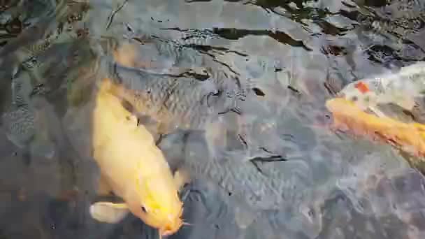 Variety of Koi fish and carp in river — Stock Video