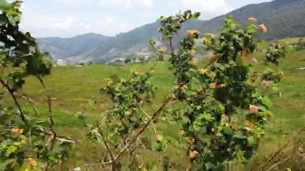 Prachtig landschap van melkveebedrijf gelegen in Sabah, Maleisië over Mount Kinabalu achtergrond — Stockvideo