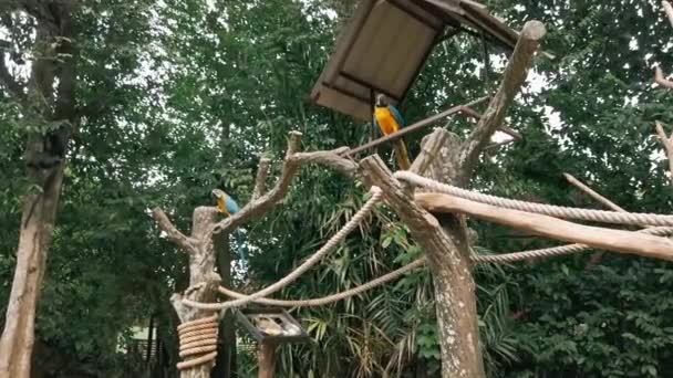 Blanco Hermoso Pájaro Loro Rojo Guacamayo Escarlata Encaramado Soporte Metal — Vídeo de stock