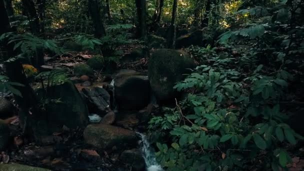 美丽的热带绿色森林自然在郁郁葱葱 — 图库视频影像